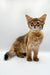 Fluffy brown Walter Somali Kitten with big ears and a cute yellow collar