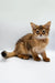 Fluffy Walter Somali Kitten with big ears and cute eyes sitting on a surface