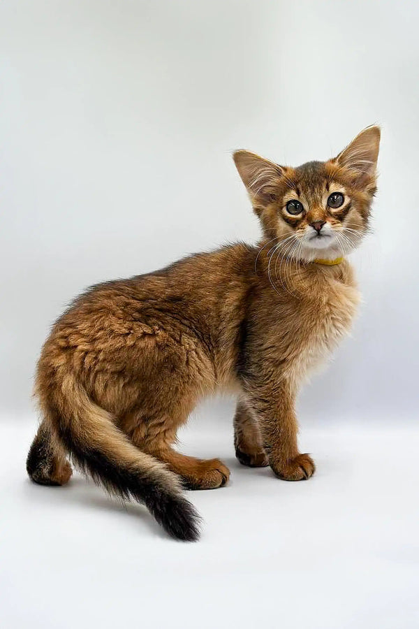 Adorable Walter Somali Kitten with wide eyes and fluffy fur, super cute and playful!
