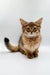 Fluffy Walter Somali Kitten with big ears and expressive eyes perfect for cuddles