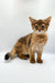 Fluffy brown Walter Somali Kitten with big ears and alert eyes looking adorable