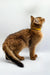 Brown tabby cat with yellow collar gazing up, part of the Walter Somali Kitten collection