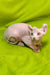 Adorable Hairless Sphynx Elf Kitten with wrinkled pink skin and big ears