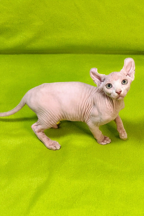 Cute Hairless Sphynx Elf Kitten with wrinkled pink skin and big ears