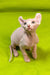 Cute Hairless Sphynx Elf Kitten with big ears and wrinkled skin in Walum product