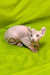 Hairless Sphynx Elf Kitten with pale pink skin and large ears, perfect for cuddles