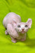 Hairless Elf Kitten with big ears and eyes lounging on a vibrant green surface