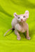 Adorable Hairless Elf Kitten with wrinkled pink skin and big ears