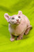 Adorable Hairless Sphynx elf kitten with wrinkled pink skin and big ears