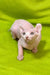 Cute Hairless Elf Kitten with wrinkled pink skin and big ears, perfect for cat lovers