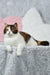 Calico cat lounging on a cozy cushion with Wanda-Lyn British Shorthair Kitten nearby