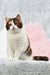 Calico cat with brown markings in the Wanda-Lyn British Shorthair Kitten product