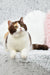 Calico cat with cute brown markings in the Wanda-Lyn British Shorthair Kitten product