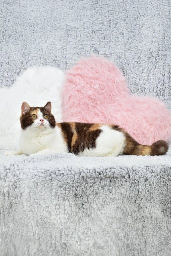 Calico cat laying on heart pillows with Wanda-Lyn British Shorthair Kitten vibes