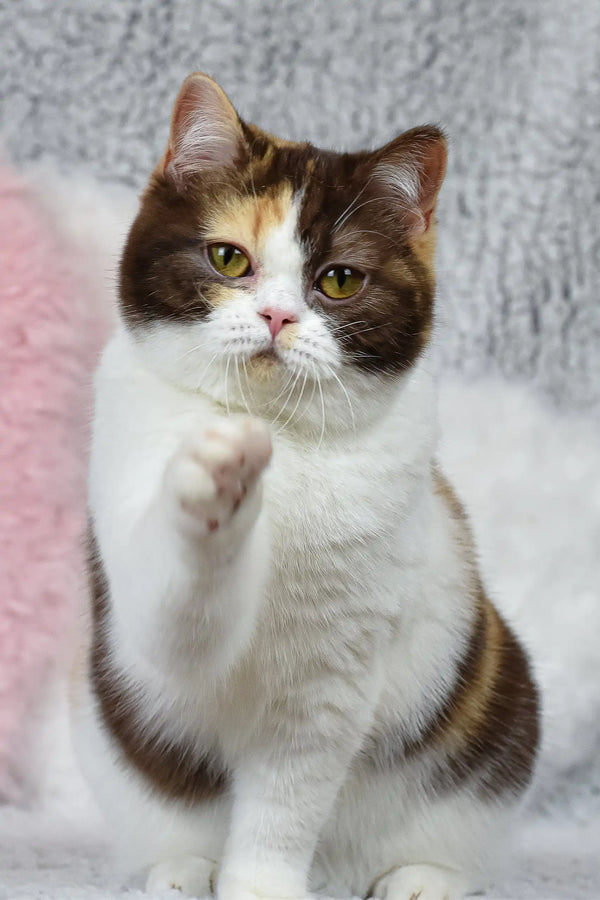 Calico cat raising paw, showcasing Wanda-Lyn British Shorthair Kitten charm