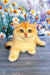 Wanda | scottish fold kitten