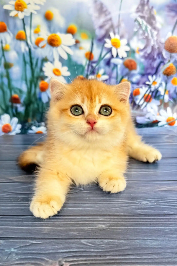 Wanda | scottish fold kitten