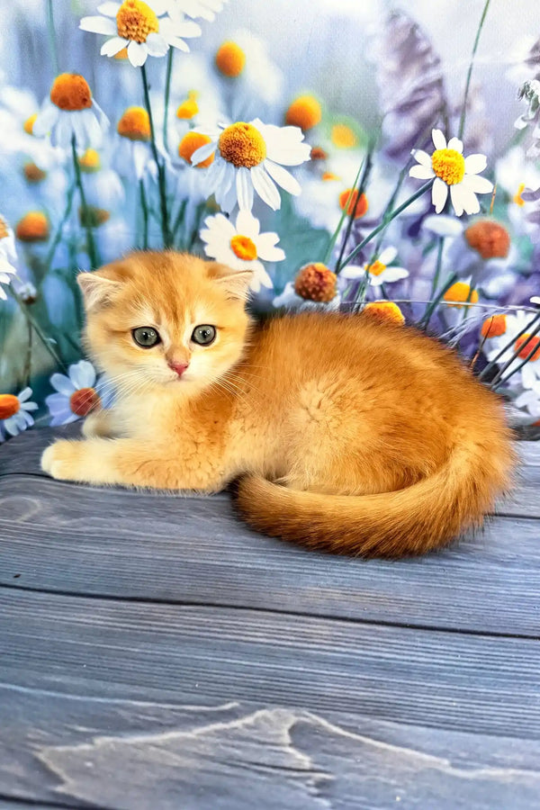 Wanda | scottish fold kitten