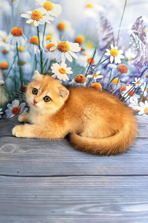 Wanda | scottish fold kitten