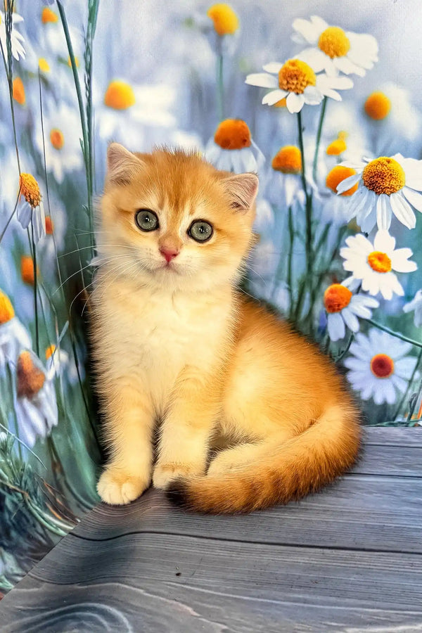 Wanda | scottish fold kitten