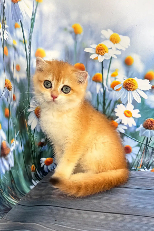 Wanda | scottish fold kitten