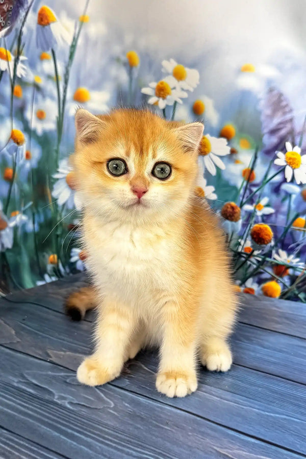 Wanda | scottish fold kitten