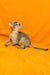 Cute Abyssinian kitten Wanessa on a vibrant orange background ready for adoption