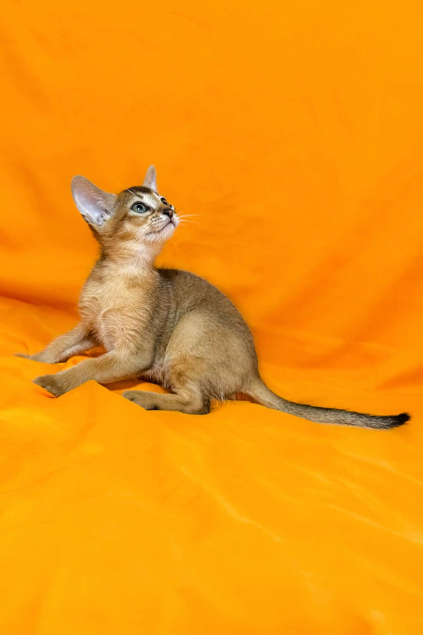 Cute Abyssinian kitten Wanessa on a vibrant orange background ready for adoption