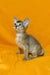 Meet Wanessa, the adorable Abyssinian kitten with big ears and an alert expression