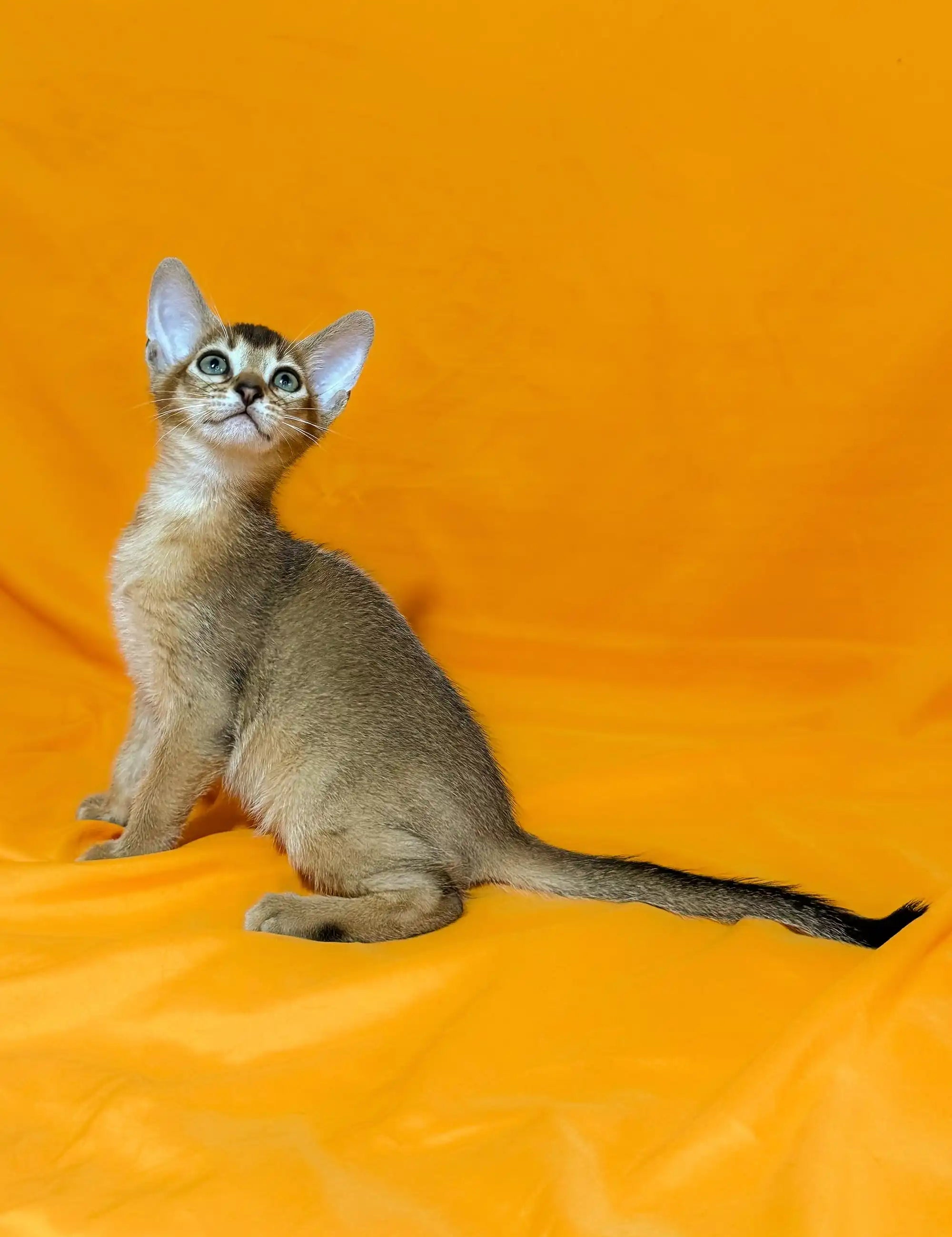 Meet Wanessa, the adorable Abyssinian kitten with big ears against a bright orange background