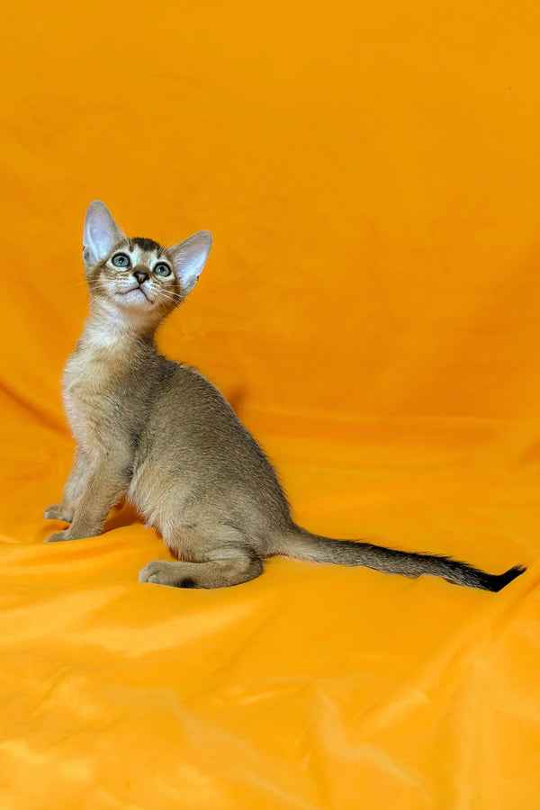 Meet Wanessa, the adorable Abyssinian kitten with big ears against a bright orange background