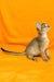 Abyssinian kitten Wanessa sitting upright with an alert expression, ready to play