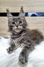 Adorable Gray Maine Coon kitten with fluffy fur and bright golden eyes from Wansa