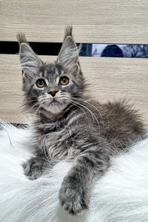 Gray Maine Coon kitten with ear tufts and yellow eyes from Wansa