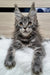 Gray Maine Coon kitten with ear tufts and fluffy fur from Wansa Maine Coon Kitten