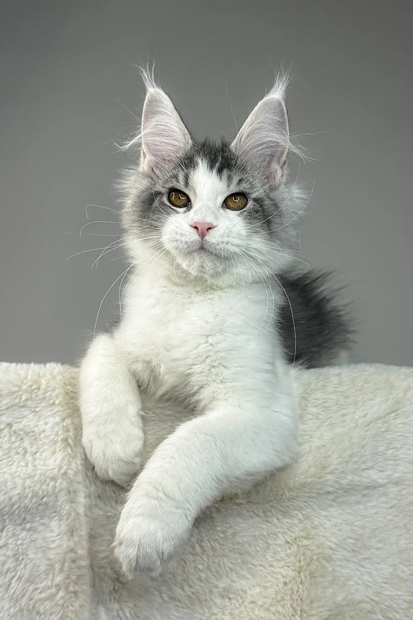 Cute Maine Coon kitten with tufted ears from Warner, the perfect furry friend