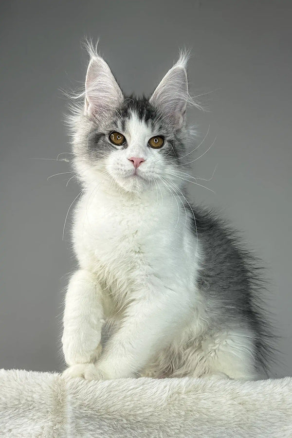 Adorable Maine Coon kitten with tufted ears showcased in Warner Maine Coon Kitten product