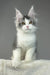 Gray and white Maine Coon kitten from Warner | Maine Coon Kitten product collection