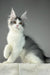 Gray and white Maine Coon kitten named Warner looking adorable and playful