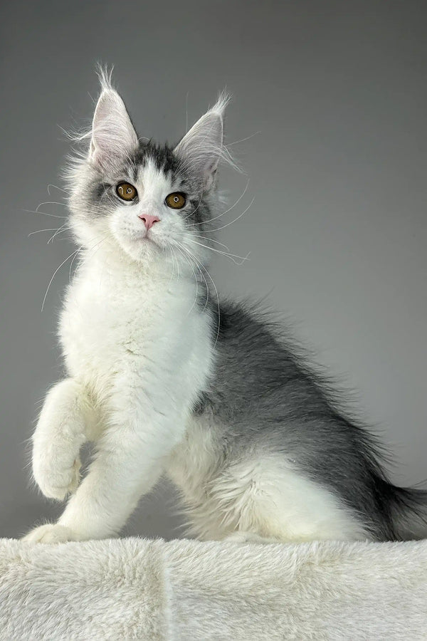 Gray and white Maine Coon kitten named Warner looking adorable and playful
