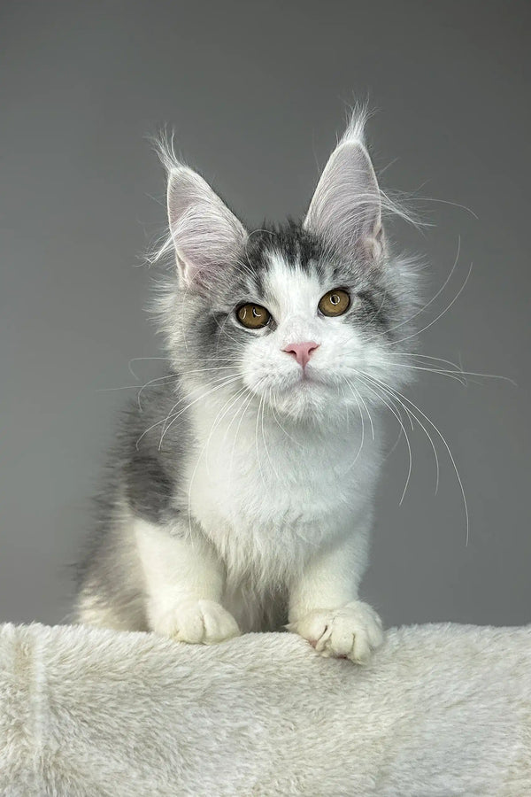 Adorable Gray and White Maine Coon Kitten from Warner Maine Coon Kitten collection