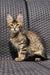 Tabby Maine Coon kitten with prominent ears lounging on a woven chair