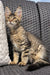 Tabby Maine Coon kitten with ear tufts sitting on textured surface