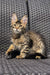 Tabby Maine Coon kitten with ear tufts sitting on woven surface