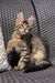 Fluffy Maine Coon kitten sitting on a textured gray surface, looking adorable