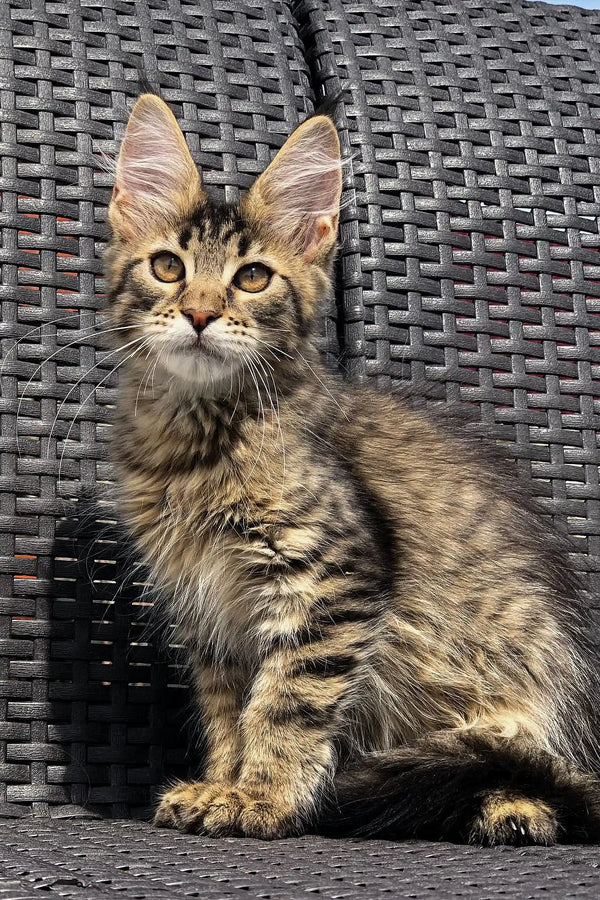 Tabby Maine Coon kitten with large ears and alert eyes on a woven surface