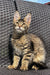 Tabby Maine Coon kitten with long fur, alert on woven furniture