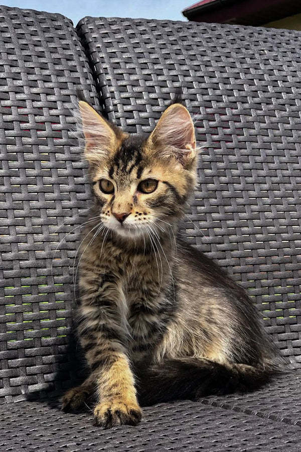 Tabby Maine Coon kitten lounging on stylish woven patio furniture