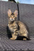 Fluffy Maine Coon kitten with big ears chilling on woven furniture