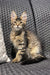 Tabby Maine Coon kitten with big ears perched on woven furniture, cute and playful